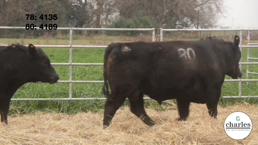 Lote TOROS PUROS CONTROLADOS