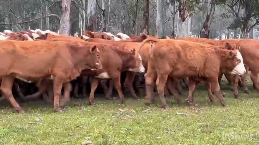 Lote 70 Terneras en Corrientes, Mercedes