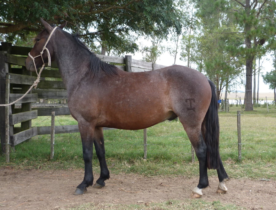 Lote LINYERA ESCONDIDO