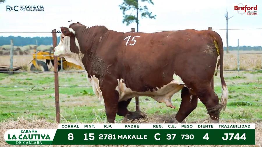 Lote TOROS BRAFORD  REGISTRADOS Cabaña La Cautiva
