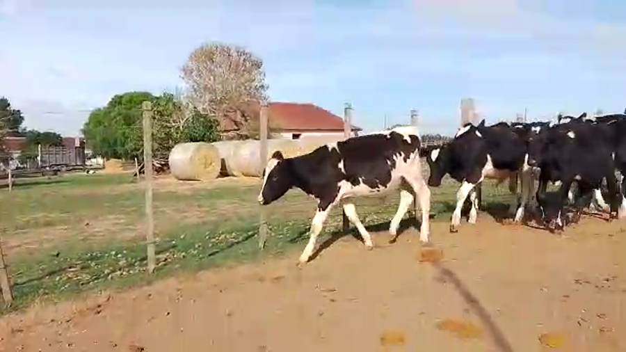 Lote 30 Terneros Holando