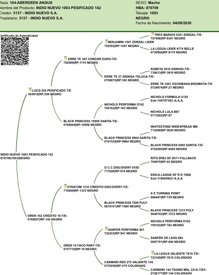 Lote "Toros ""SANTA ROSA"""
