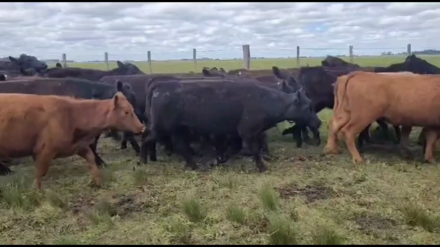 Lote 50 Novillitos y vaquillonas