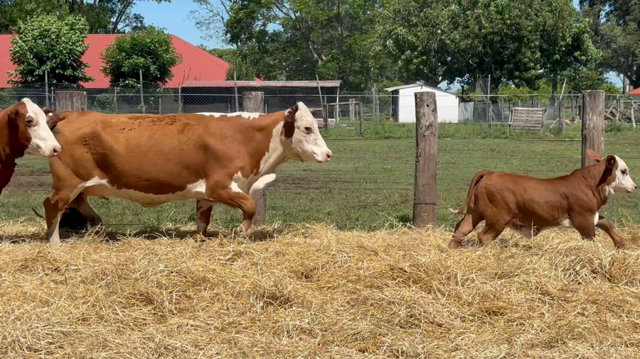 Lote 20 Vacas con Cría