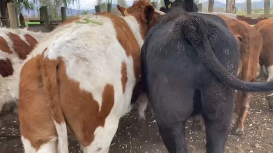 Lote 12 Novillo Gordo en María Pinto, Región Metropolitana