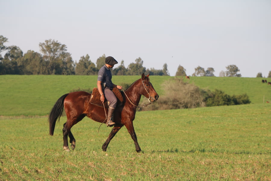 Lote SANTA GLORIA SANGRE FRIA