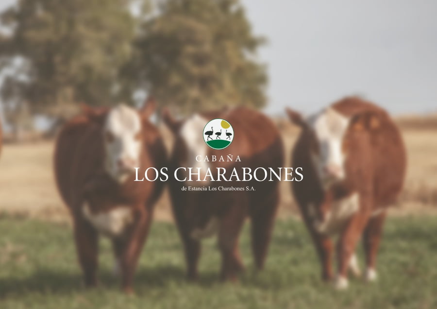 Lote Toros Braford -  Los Charabones