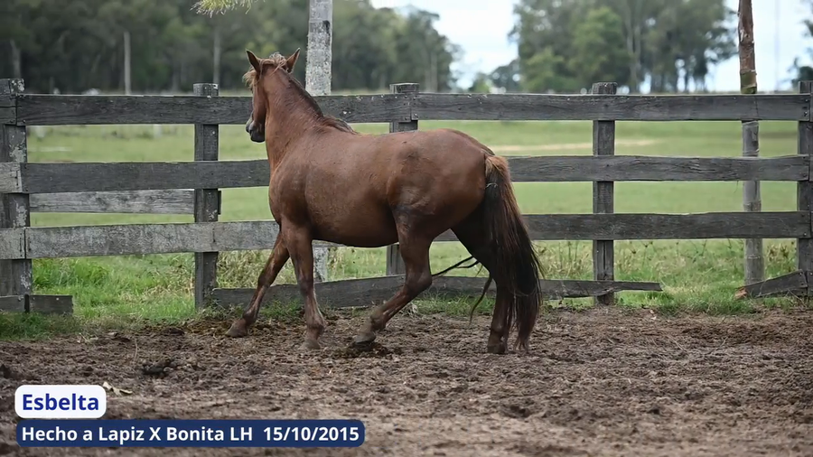 Lote Esbelta