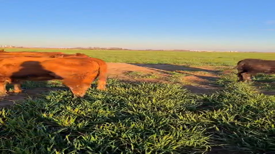 Lote 17 Vaquillonas preñadas en Santa Fe, Classon
