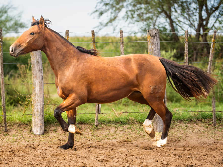 Lote Mañanera Polola