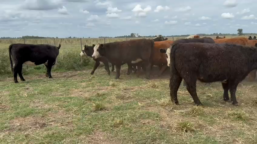 Lote 42 Vaquillonas C/ gtia de preñez en Monte