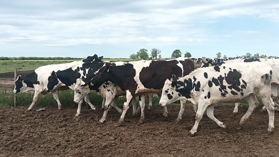 Lote 18 Vaquillonas Holando p/entorar en Galisteo, Santa Fe