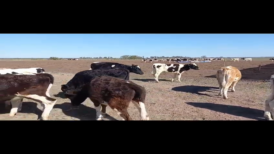 Lote 20 Terneros Holando Argentino en Gdor. Crespo, Santa Fe