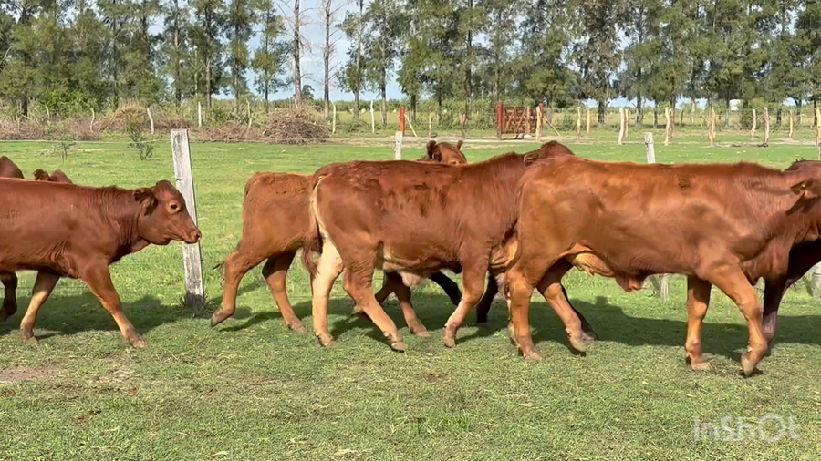 Lote 115 Terneras en Corrientes, Perugorría