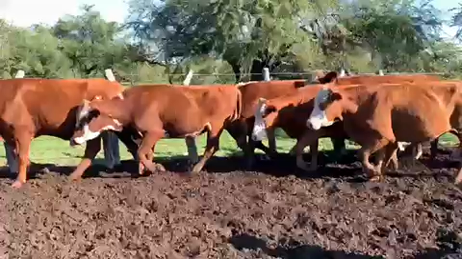 Lote 110 Novillos en Perugorría, Corrientes