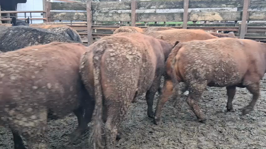 Lote 40 Vaquilla Gorda en Los Ángeles, VIII Región Biobío