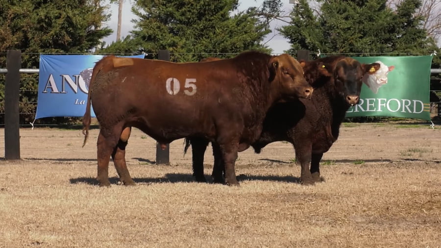 Lote TOROS ANGUS PUROS CONTROLADOS
