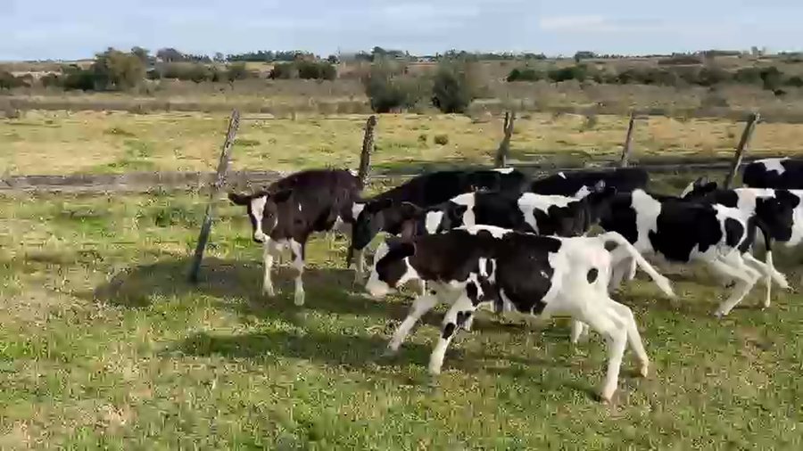 Lote 9 Terneros Holando a remate en Pantalla Camy en Pachina