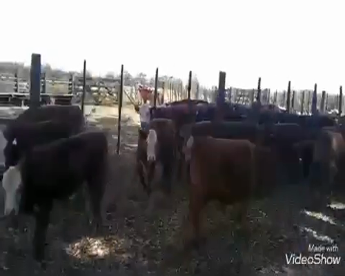 Lote 58 Terneros/as en Gral. Las Heras, Buenos Aires