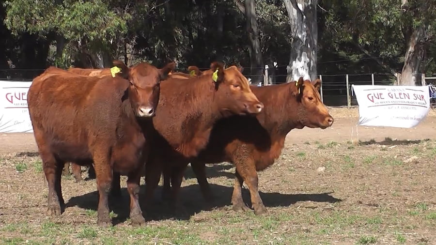 Lote VAQUILLONAS PURAS CONTROLADAS CON GARANTIA DE PREÑEZ