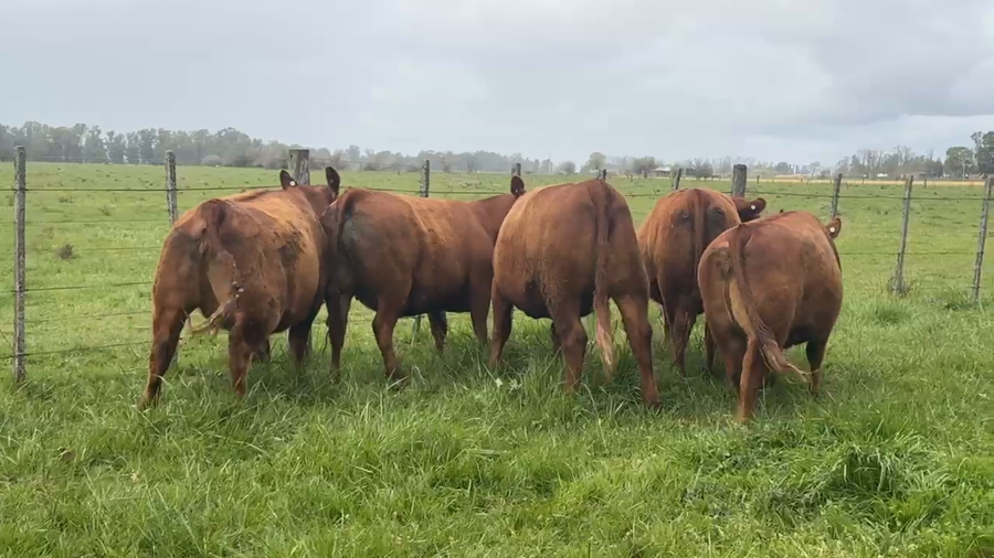 Lote 5 Vaquillonas PC preñadas