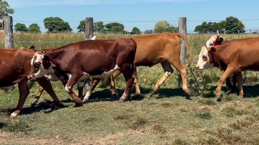 Lote 43 Terneros/as