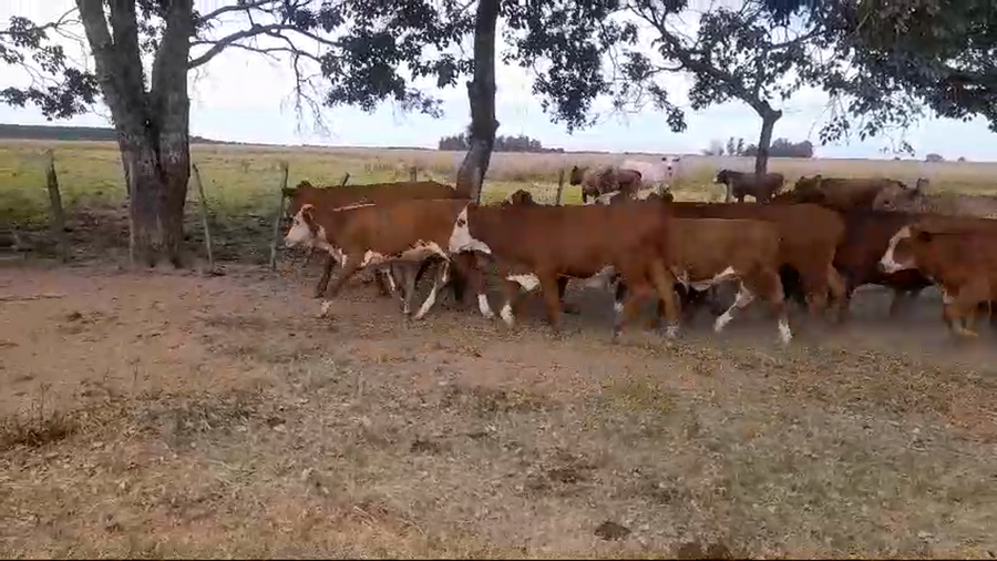 Lote 95 Novillitos