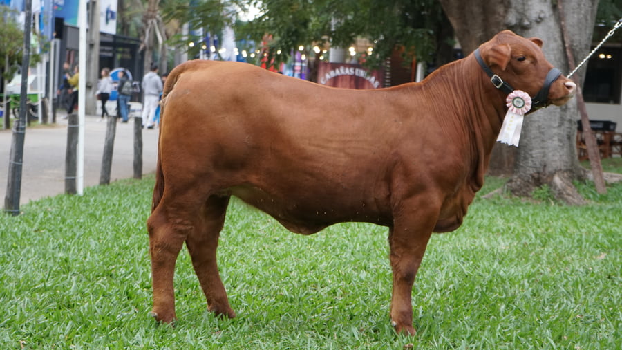Lote Brangus a Bozal Expo 2022 RP 3177 - Lote 1