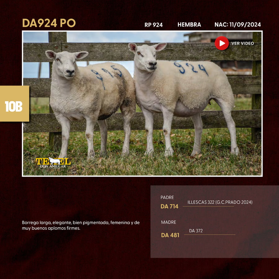 Lote 2 Borregas a remate en Texel Don Amilcar y Villa Olivar, Cerro Largo