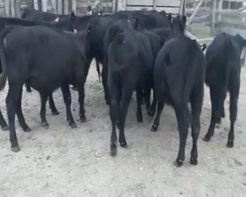Lote 13 Terneros ANGUS a remate en Pantalla Camy 185kg - , San José