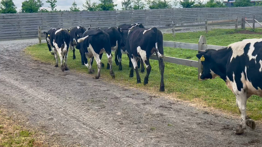 Lote 45 Novillo Engorda en Osorno, X Región Los Lagos