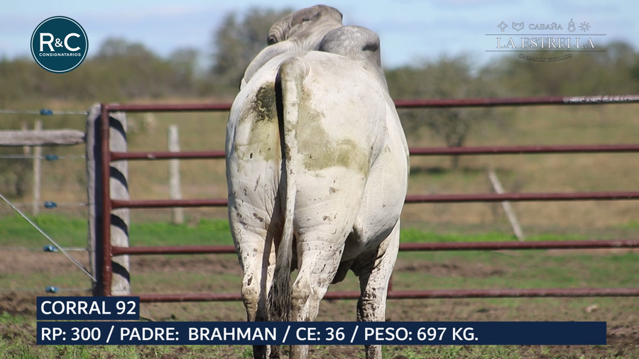 Lote Toro Brahman