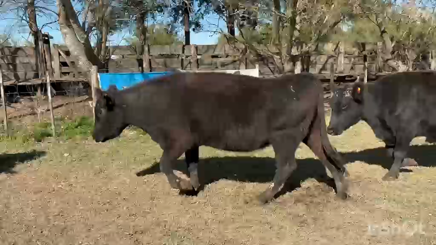Lote 13 Vacas CUT preñadas