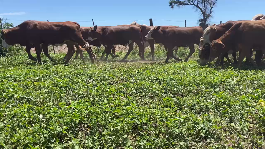 Lote 85 Novillitos en Ibarreta, Formosa