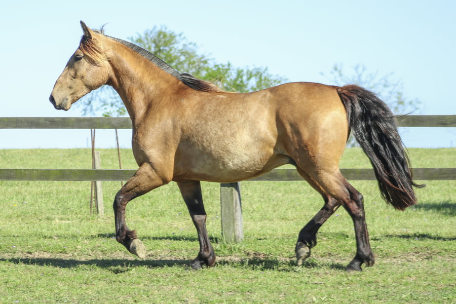 Lote ESQUINERO DE LOS CARDOS