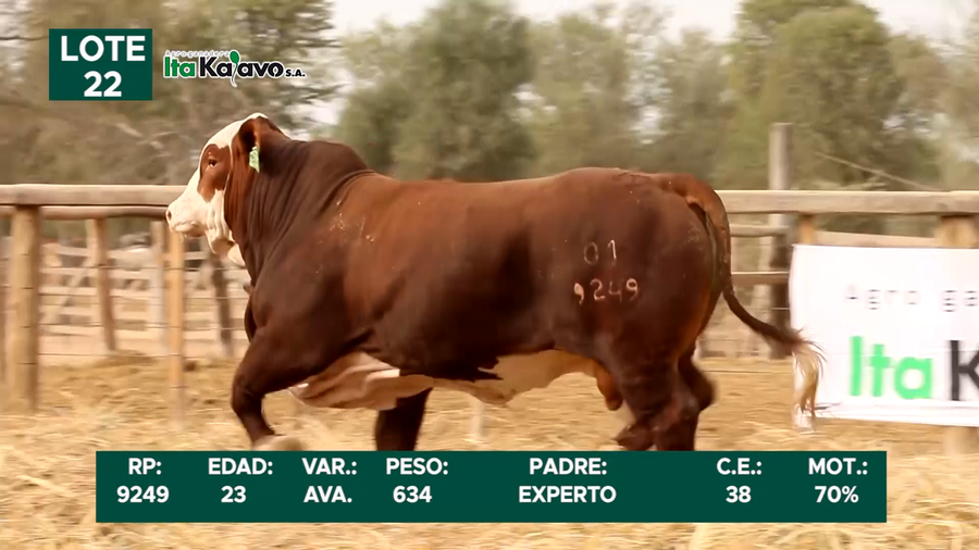 Lote LOTE 22