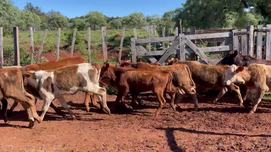 Lote 60 Terneros/as en Col. Liebig, Corrientes