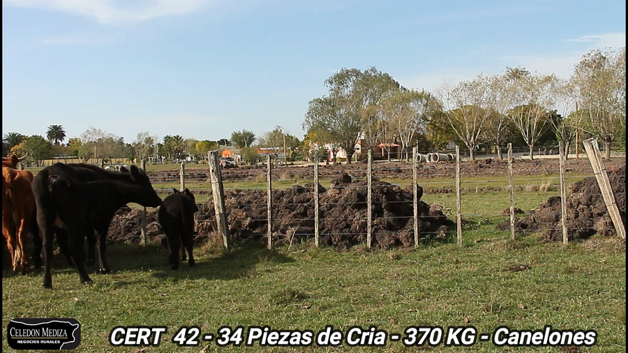 Lote 34 Piezas de cría en Canelones
