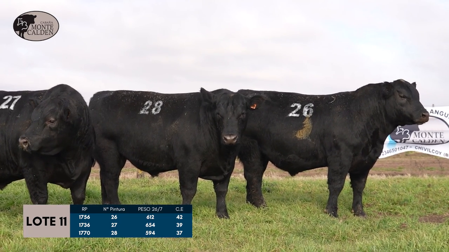 Lote Toros Puro controlado
