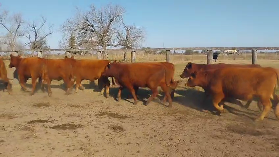 Lote 31 Vaquillonas preñadas