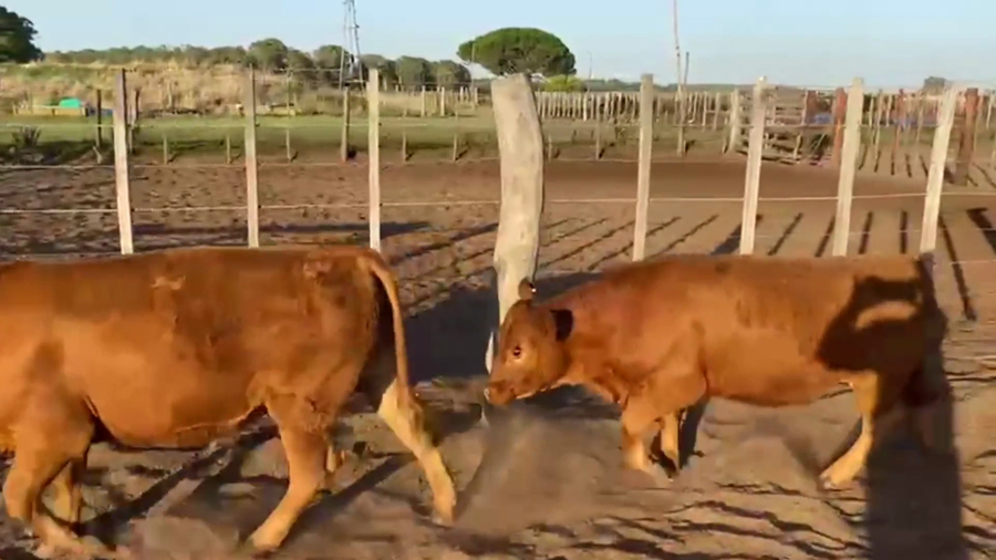 Lote 50 NOVILLITOS, DAIREAUX, PCIA. DE BS. AS.