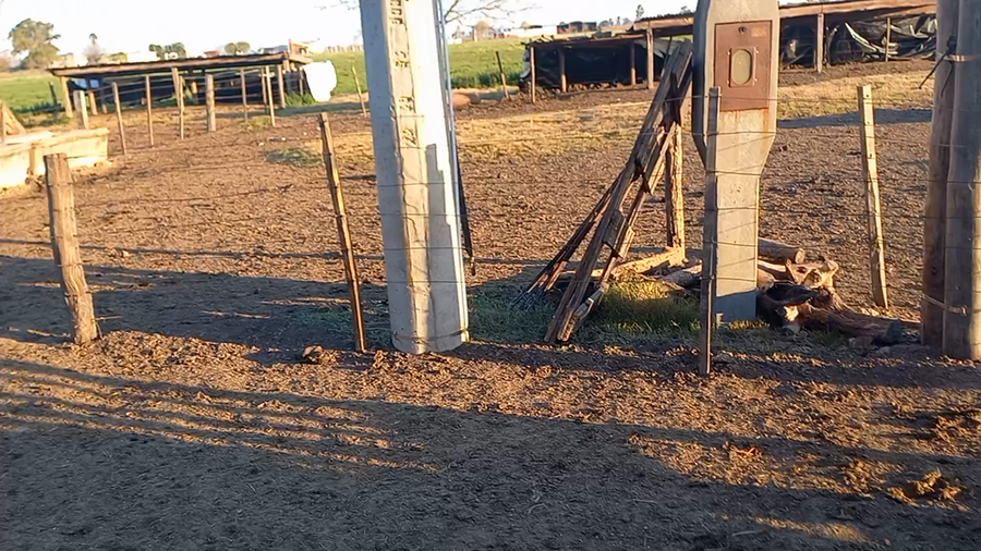 Lote 9 Novillitos Holando Argentino en Col. Bigand, Santa Fe