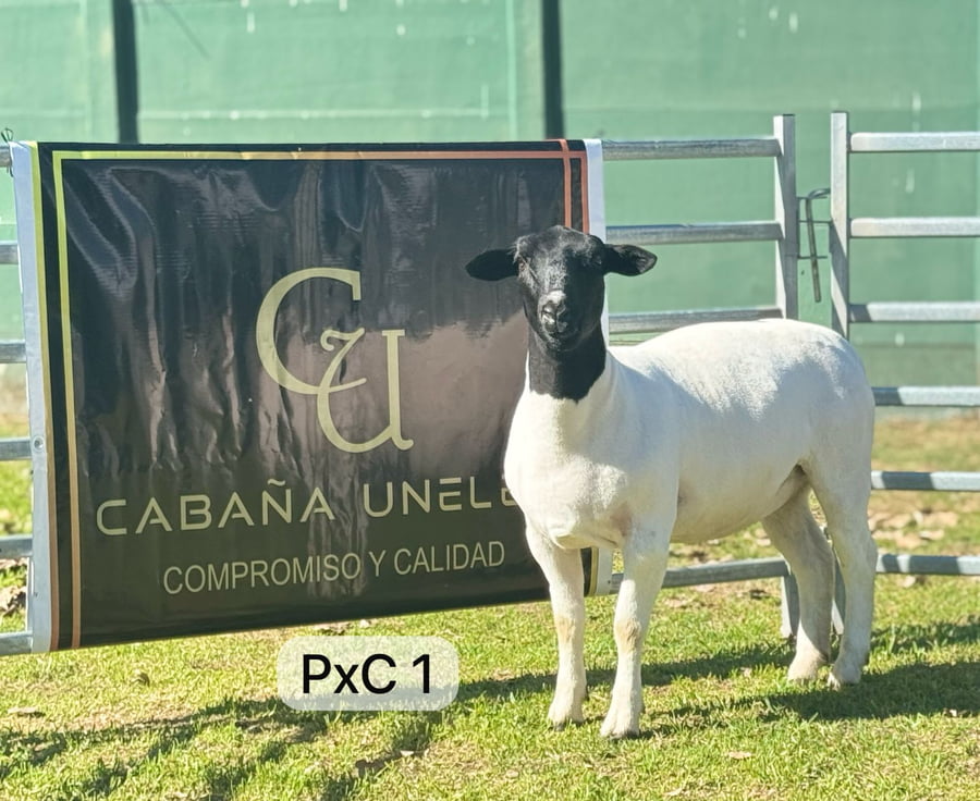 Lote DORPER PxC