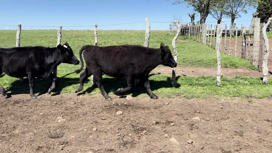 Lote VACAS PREÑADAS