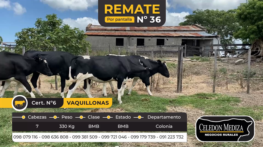 Lote 7 Vaquillonas 1 a 2 años en Colonia