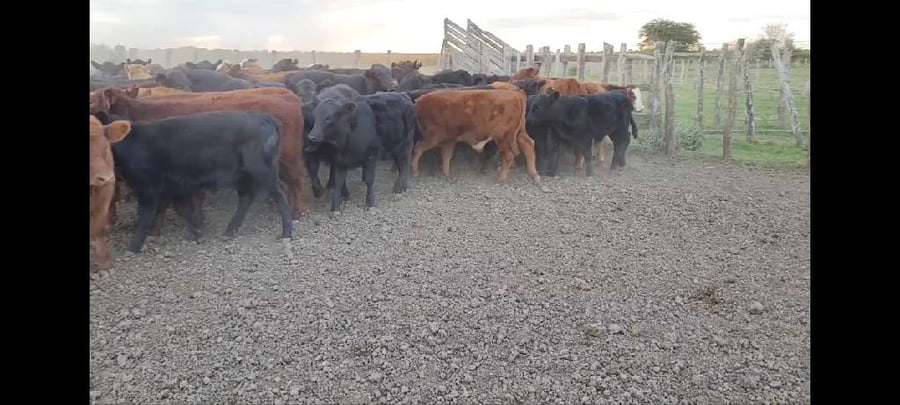 Lote 100 Terneros/as en Villaguay, Entre Ríos