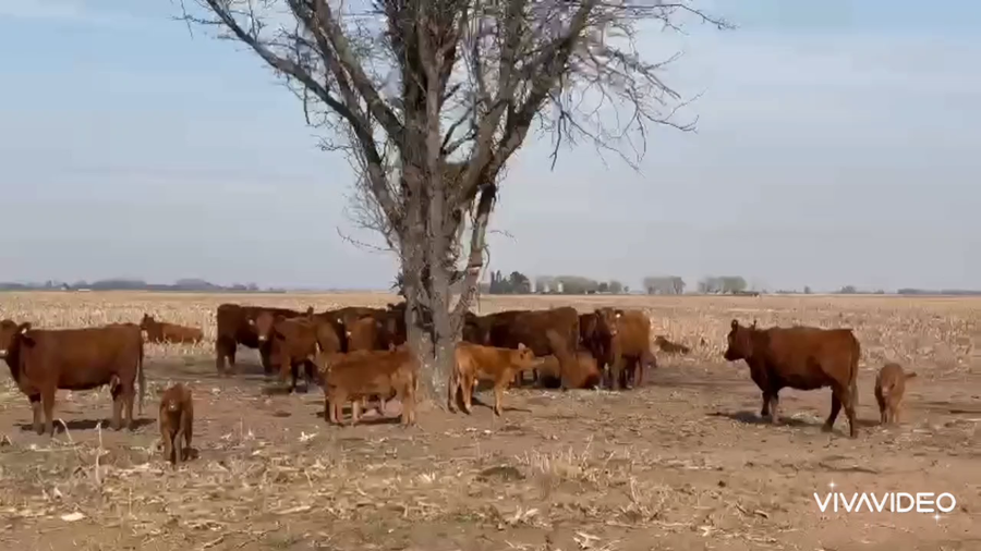 Lote 100 Terneros/as  A TERMINO, en Gral. Arenales, Buenos Aires