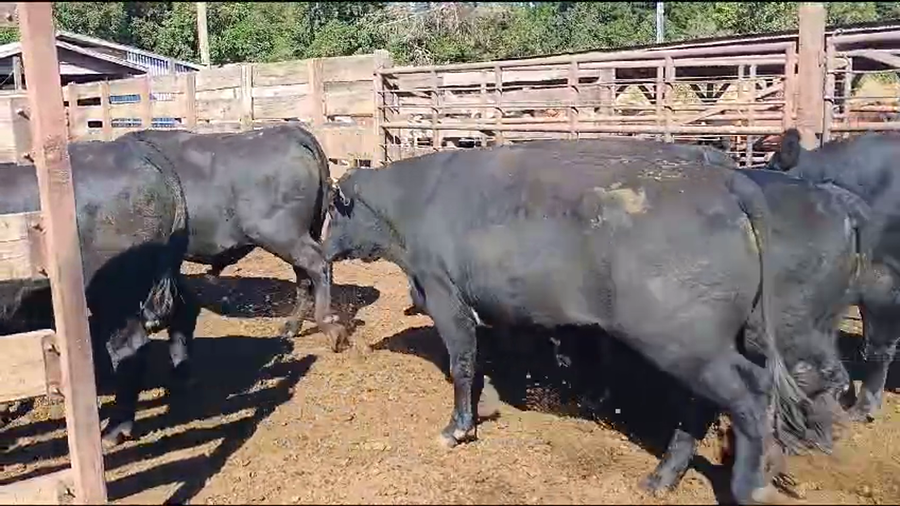 Lote 20 Novillo Gordo en Los Ángeles, VIII Región Biobío