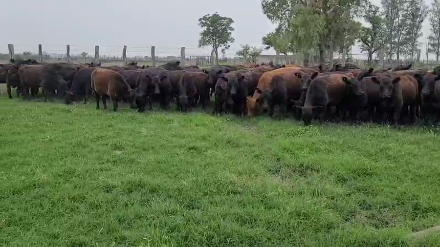 Lote 90 Terneros/as en Villaguay, Entre Ríos