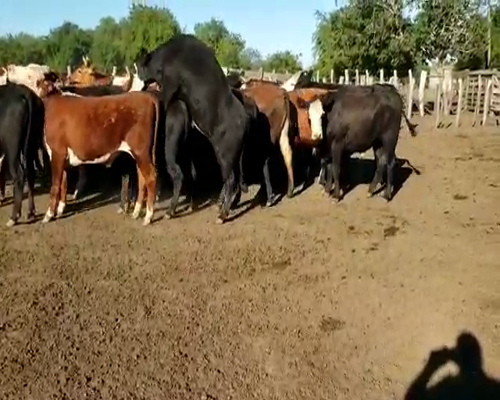 Lote 38 Novillos en Villaguay, Entre Ríos